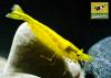 Yellow Fire Garnele - Gelbe Garnele